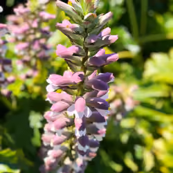 Flora 001
