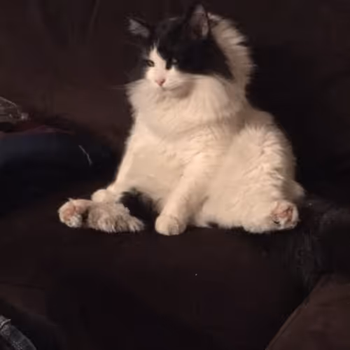 CoolSquids Collection