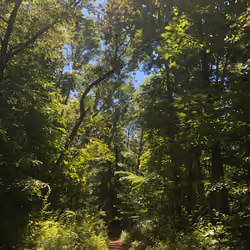 Get Lost in the Woods