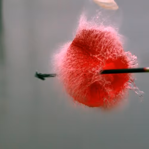 15491528031394884788894066350443778969114190135454695723283223621814202662913