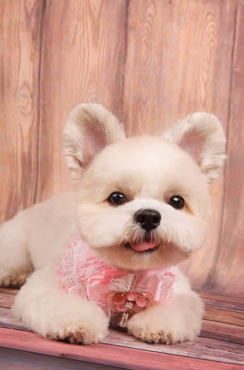 Item #21607923784025543658024067331009769919395041958272689574271021103469203292161 Media