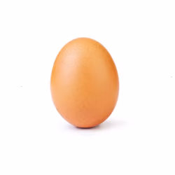 egg