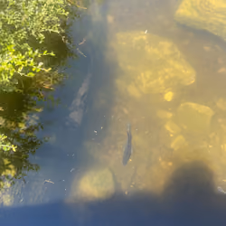 BIg Fish In the Shadow. Little Fish In the Sun 