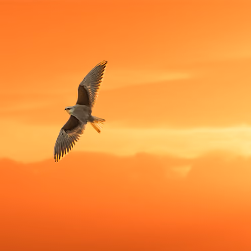 RAPTOR Series -   Reach for the sky