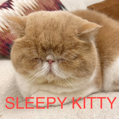 Sleepy Kitty Social Club