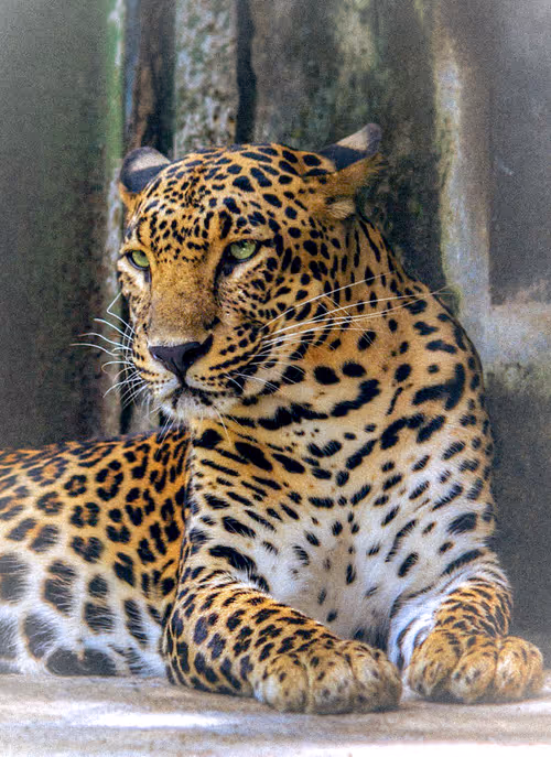 Item #112706814490930413132795555787302569515543672113453404084317514497490258231297 Media