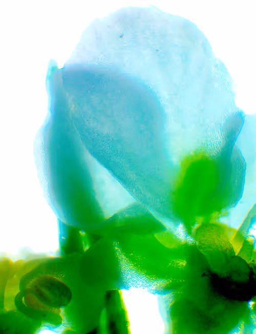 Item #71646257518770613568983710813551014237803002136866425209291833858068796407809 Media