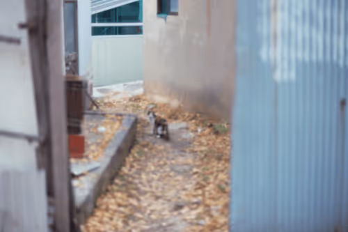 Item #74023677201646755135331308507564903527540019638043320718460698804695783702529 Media