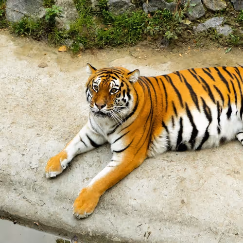 The Types Of Tigers In The World