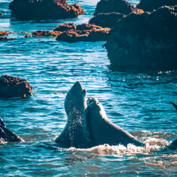 Pacific Ocean - Central Coast, CA