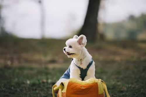 Item #21607923784025543658024067331009769919395041958272689574271021079279947481089 Media