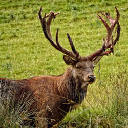 Hirsch mitten in Deutschland