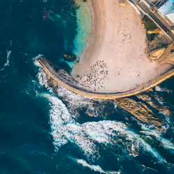 La Jolla Seals