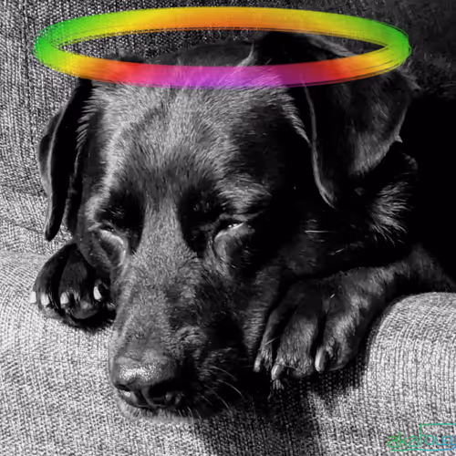 DigiDawg #43 Rainbow Halo