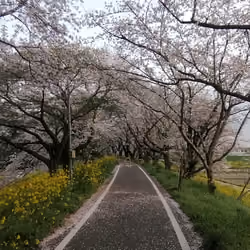 Row of cherry blossom trees