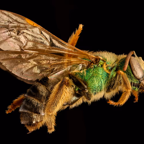 bicolored striped sweat bee 3
