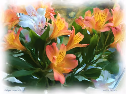 Item #25766228410116791685339336380012731519026805930459738932816938883077915017316 Media