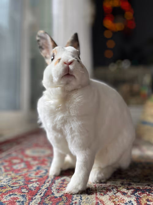 Item #90833129511113352806617580266378869665986327756772734527630875939005815324673 Media