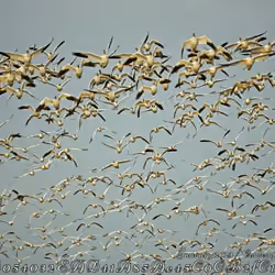 A Flock of Snow Geese
