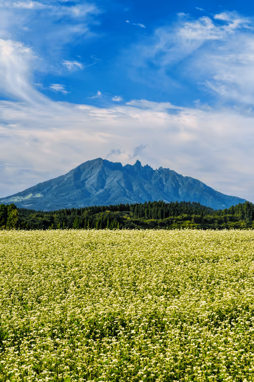 Item #20204709267348757771630976275422763680184380417217004683909412366253631209473 Media