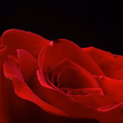 Red Rose 1