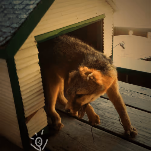 DolkasDudes Collection - old