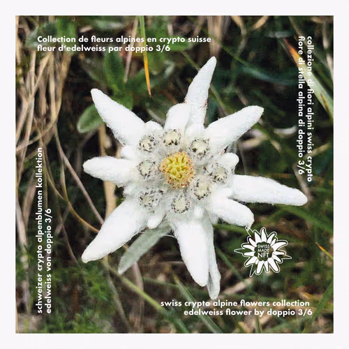 Item #40701560831826123766766153565006701143315228291478980773029414584502427058177 Media