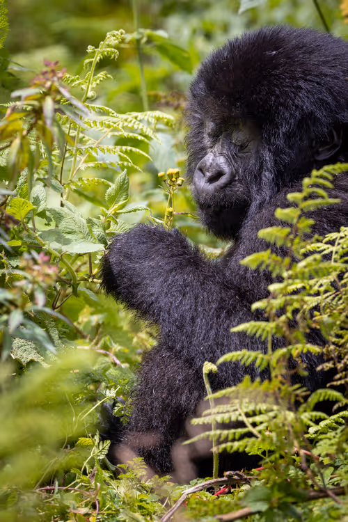 Item #47283985541212383622854558210808403348987153639126174698538946866513746853889 Media