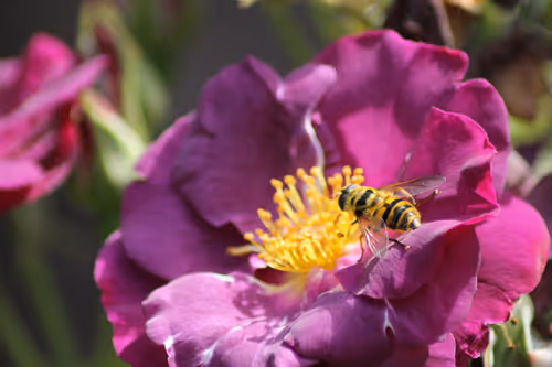 Item #51124555051901614330264480006545612592022390906904121289505624495338515595265 Media