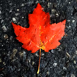 Maple