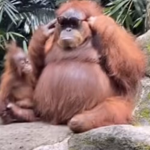 Cool Monkey 