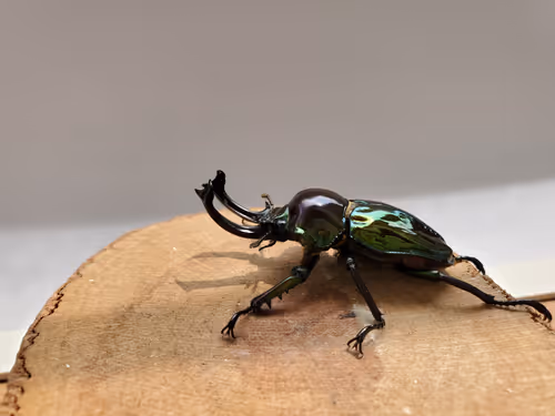 Item #2846893736148873774746802631495866819654136602576950046920721028288379617282 Media