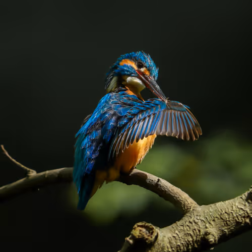 Item #85283593474592866702825863891440896187489625532897251754967764796014183055361 Media