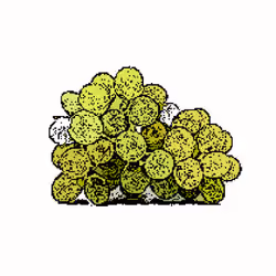 grapes #10