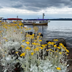 Flowers and Boats