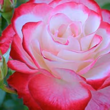 flower 14