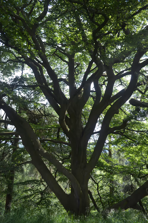 Item #14113791335687528049524506811384605239875640651691872103810466406512109551617 Media