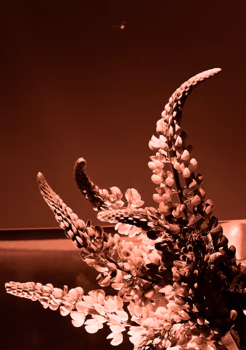 Item #6543125285758794139519418366552479585360659536622126303737985470778545537025 Media