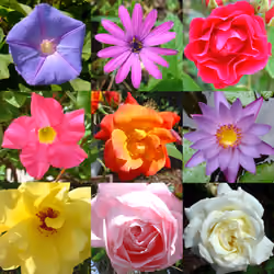 Nueve Flores 