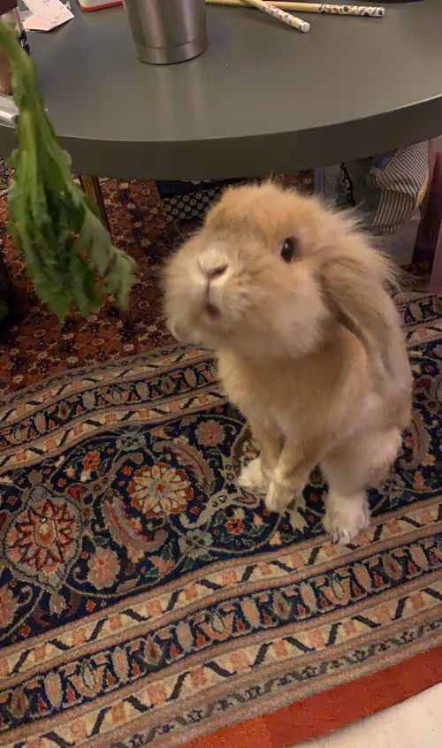 Item #60508236277853794676082317991021546068028526635705658394051765695300002381825 Media