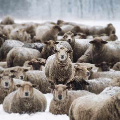 SHEEP