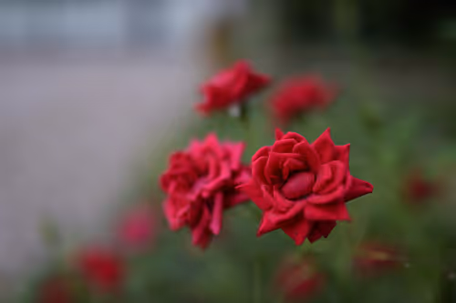 Item #44024487065254451978341284796523308956461514990321328857199441183807717244929 Media