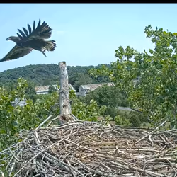 Baby Eagle takes first flight