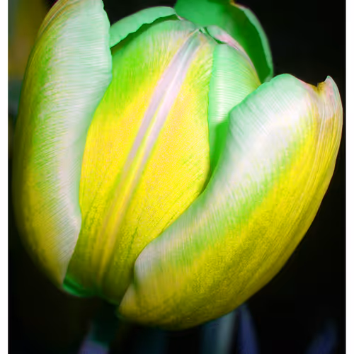 Mytulips