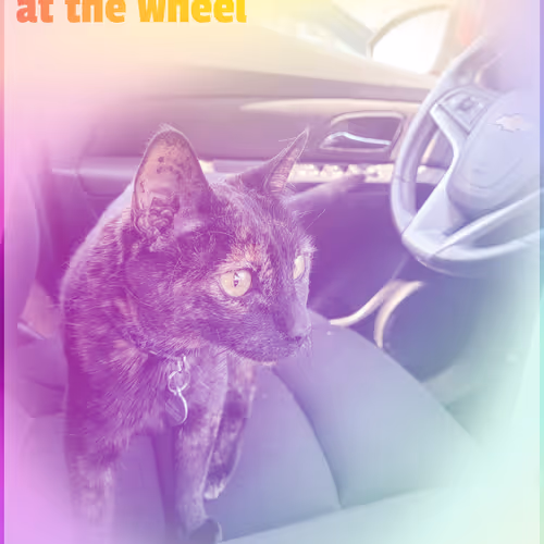 Angie The Cat