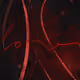 Redfeelink Collection