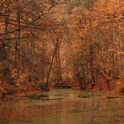 Orange Trees With Lake