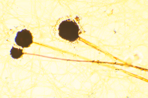 Item #29338470736162432658503928351875651882775793096611779186830202244215630462977 Media