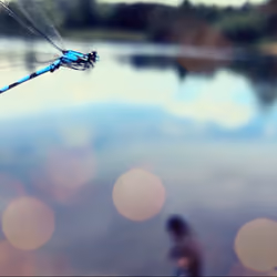 DragonFlies lovers