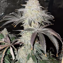 homegrown